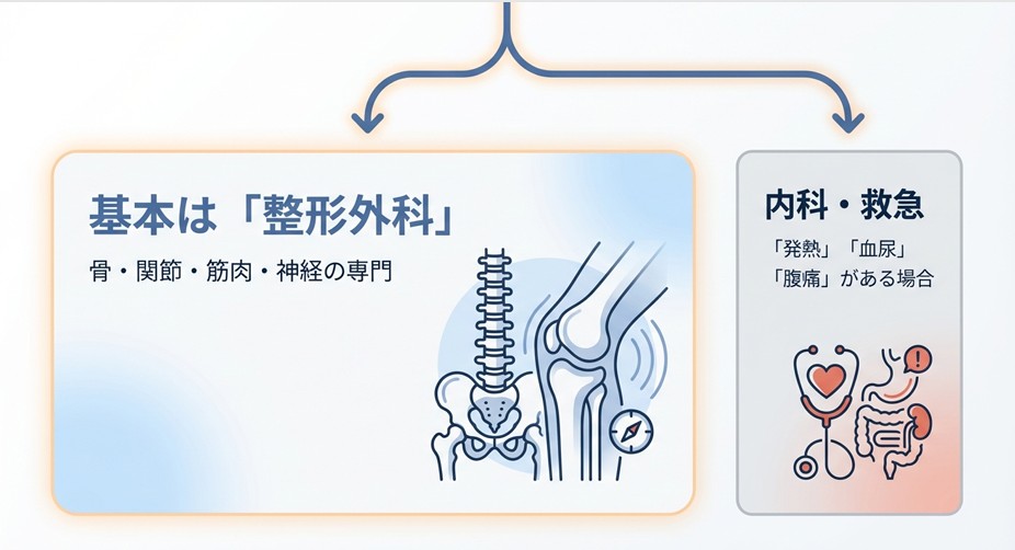 背骨（整形外科）と内臓（内科）のアイコン。基本は整形外科だが、発熱や血尿を伴う場合は内科・救急を受診するという解説